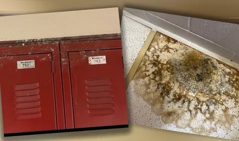 mold in schools